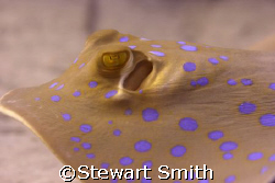 blue spotted ray - canon 60mm macro by Stewart Smith 